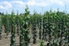 Fiberglass Tree Stakes